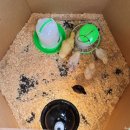 계전농장 | 병아리 부화기 국산 제품 top3 추천 부화 온도 기간