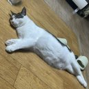 신전떡볶이태장점