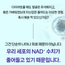 리즈2 | 타임바이츠 다이어트보조제 리즈바이브 2주 후기ㅣNMN 물광피부 피부영양제 (feat.저속노화 이너뷰티)