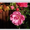 고구려약국 이미지