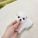 강아지분양고양이분양천안미유펫&포포즈 | 대전말티즈분양 미유펫 사랑이들이 잔뜩