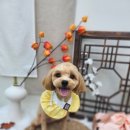 하이멍멍 이미지