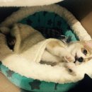 지경희동물병원 | 우리똥꼬 예방접종 3차까지 맞구왔어요^,^ _부산웰시코기