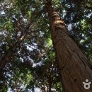 두동편백 이미지