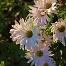 아이러브호주 이미지