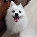 행복한 강아지 이미지