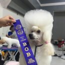 도그아트켄넬 이미지