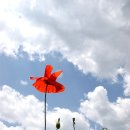 양귀비 - 거제시 능포로 123 | 양귀비
