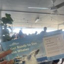 고래약국 | 호주 골드코스트 여행 씨월드 크루즈 고래와칭 웨일와칭 솔직 후기 및 팁