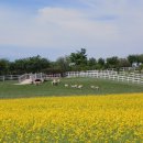 태신목장 이미지