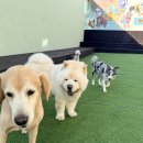 제주네 애견유치원 이미지