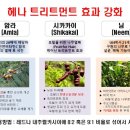헤나살롱염색 이미지