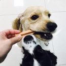 위즈펫 동물병원 이미지