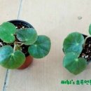 만선을 기원하며 이미지