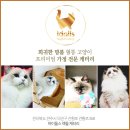랙돌 캐터리 아이돌스(IDOLLS) 이미지