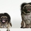 불당동물병원 이미지