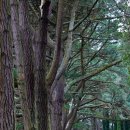 산림기능사 국가기술자격증 이미지