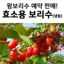 공룡나라 친환경 보리수농장 이미지