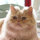 [대구 수성구 상동] 황토색 페르시안고양이를 찾습니다! 이미지