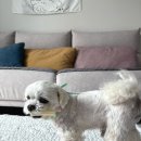 이지덴탈 | 강아지덴탈껌 Pure A2 이지츄 입냄새 제거되는 우유껌 추천