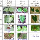 하수오와 박주가리의 구별법 이미지