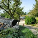 장동감나무보리밥 | 장동감나무집보리밥 그리고 코스모스