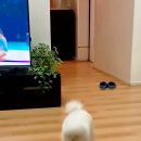 우리춤 Daum카페