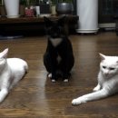 고양이를 부탁해 이미지