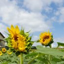 해바라기가맥 이미지