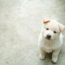 예쁜강아지 이미지