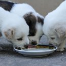 행복한 강아지 이미지