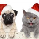 김동물병원 이미지