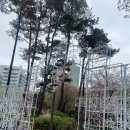 호수 | 서울시 송파구 | 석촌호수 벚꽃 실시간 후기