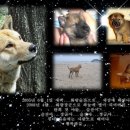 화랑愛 Daum카페
