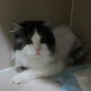 용강동물병원 이미지