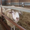 산새목장 이미지