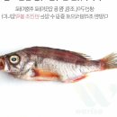 생선 이미지
