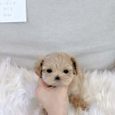 드림독 강아지분양 안심분양센터 잠실점 이미지