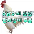 닭 - 33575 | 닭