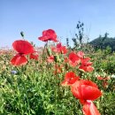 화합의 꽃이 피다 이미지