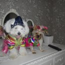 수정수지 이미지