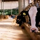 임진강목장 이미지