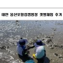 힐링 | 태안 몽산포힐링캠핑장 후기 몽산포 해수욕장 갯벌 체험