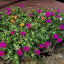 브니엘하우스 이미지