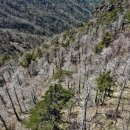 지리산큰나무 이미지