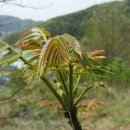 참죽나무 이미지