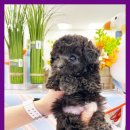 도그플러스 애견미용 이미지