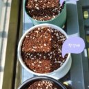 서울농약종묘사 이미지