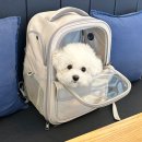 펫버스 | 강아지 이동가방 모드니펫 백팩 프론트백 내돈내산 후기