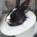 한일가축병원 | 두리의 아크리스동물병원 중성화수술 후기입니다! | 바른병원후기